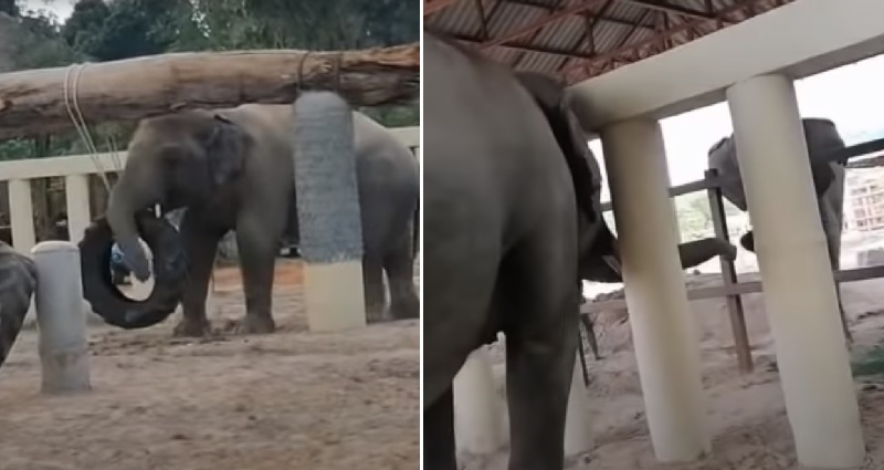 Kaavan