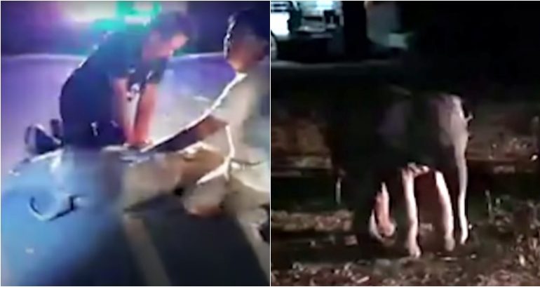 Thai Rescue Worker Revives Baby Elephant Hit by Motorbike Using CPR