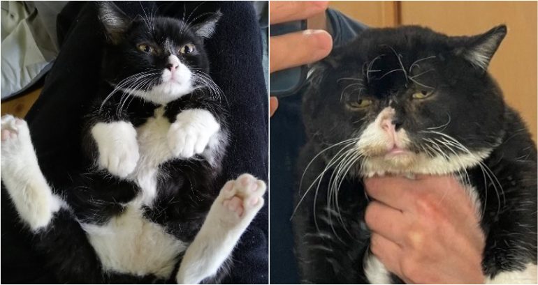Japanese Man’s Cat Takes the Most 2020 Selfie