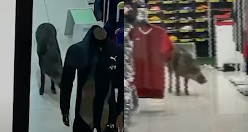 Wild Boar Caught Casually Strolling Inside Shopping Mall in Malaysia