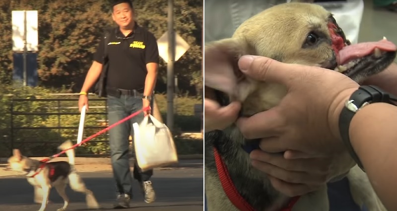 Heroic Dog Who Lost Her Snout Saving Two Girls Years Ago Passes Away in the Philippines