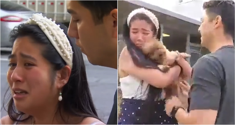 Pet Owners Reunited With Dog Stolen During Anniversary Trip to SF