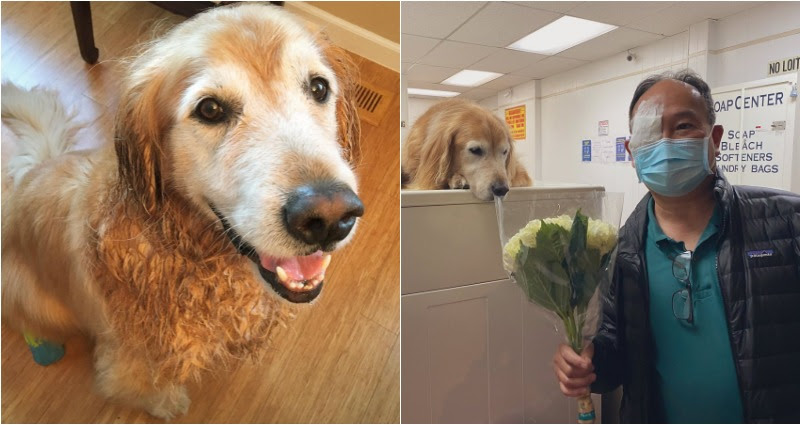 golden retriever almost gets set on fire