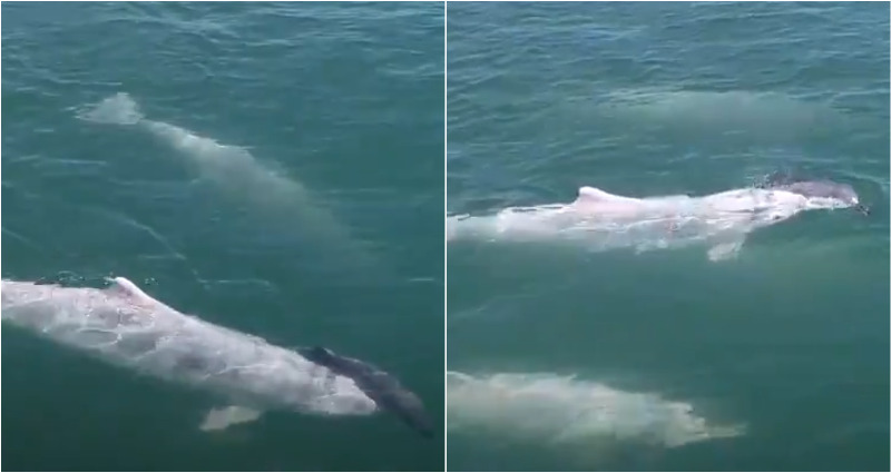 mother dolphin in China mourns baby