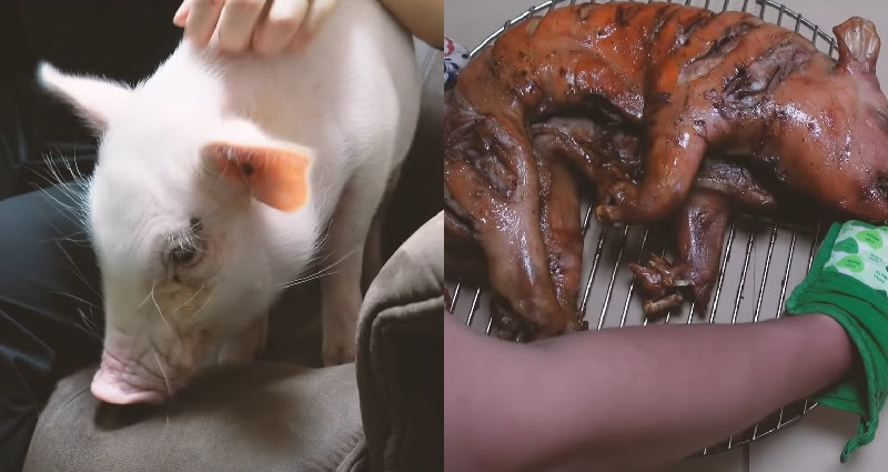 pet pig gets eaten by owner