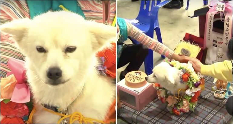 South Korea’s first honorary rescue dog saved 90-year-old owner by laying next to her for 40 hours in freezing rain