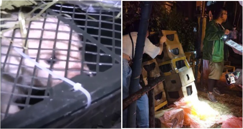 mystery box craze
