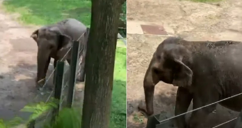 elephant Happy human rights