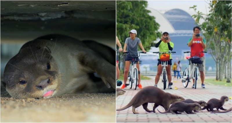OTTER clans singapore