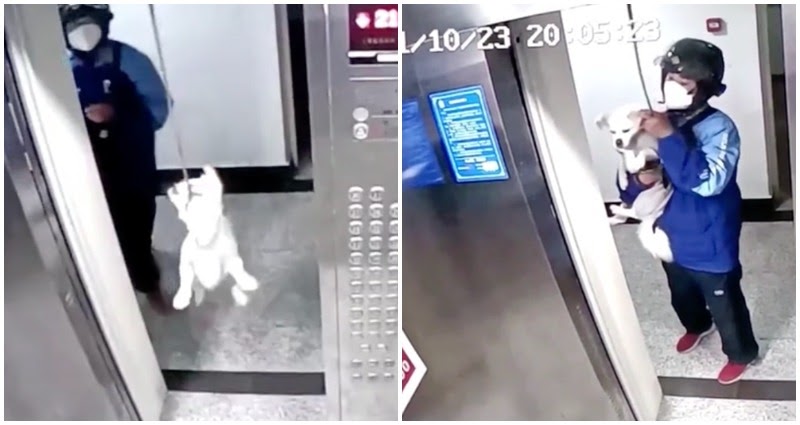 Chinese deliveryman dog