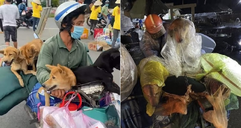 pets killed