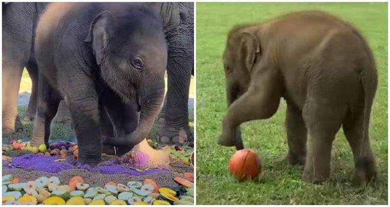 Pyi Mai the Asian elephant warms hearts in viral video of her first birthday celebration