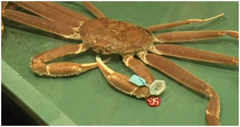Snow crab in Japan sold for whopping $44,000