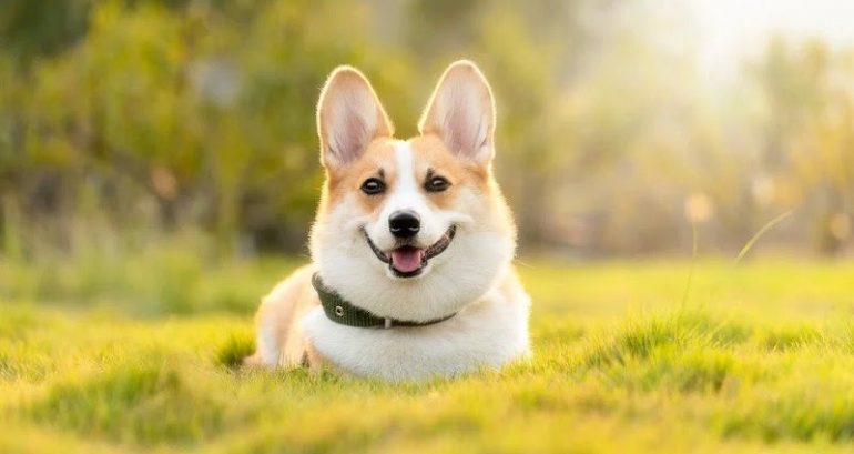 Video of pet corgi being beaten with crowbar while owner was in quarantine draws outrage in China
