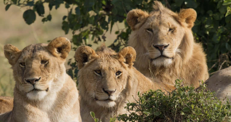 2 lions escape their shipping containers at Singapore airport