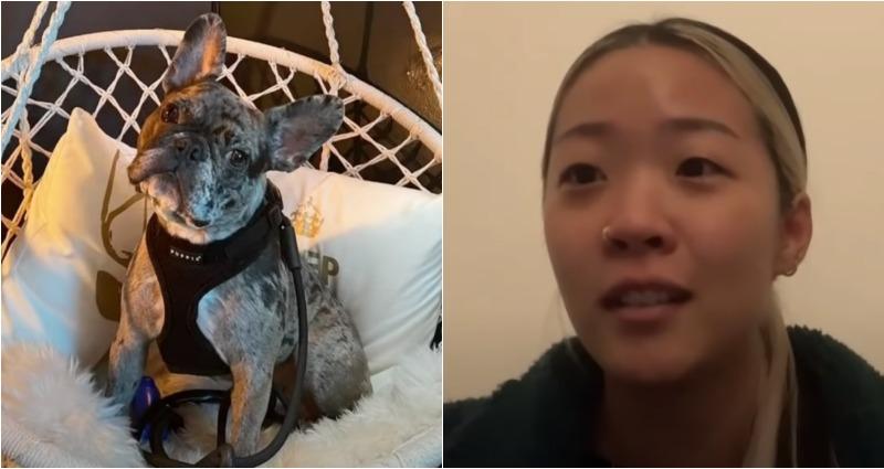 Frenchie owner in tears after dog is stolen at gunpoint in Oakland