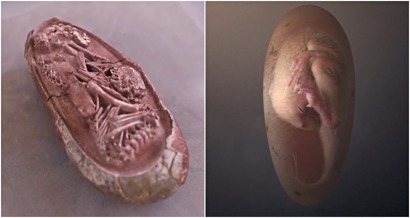 baby dinosaur egg