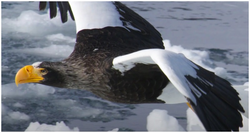 eagle