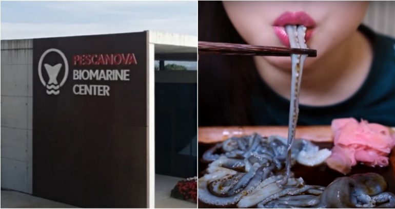 ‘They’re sentient’: Scientists, activists sound alarm as world’s first octopus farm nears completion