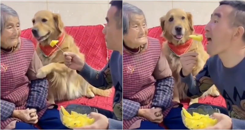 golden retriever
