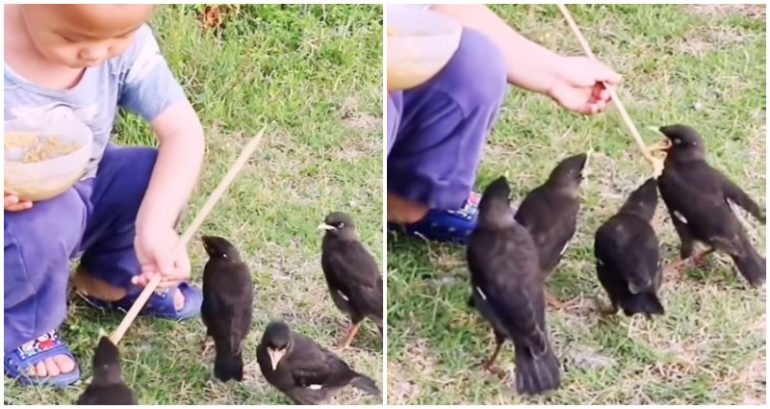 Video of toddler diligently feeding birds with a chopstick goes viral