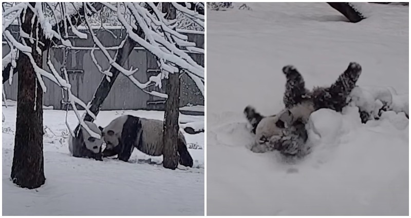 Panda Snow