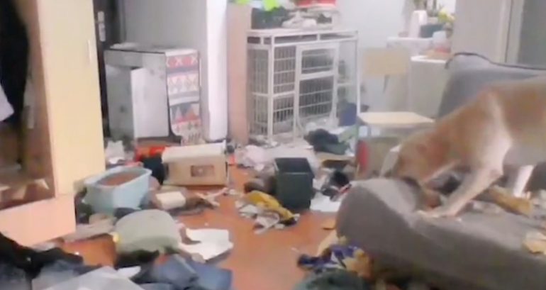 Chinese woman in strict quarantine helplessly watches her dog destroy her home through surveillance cam