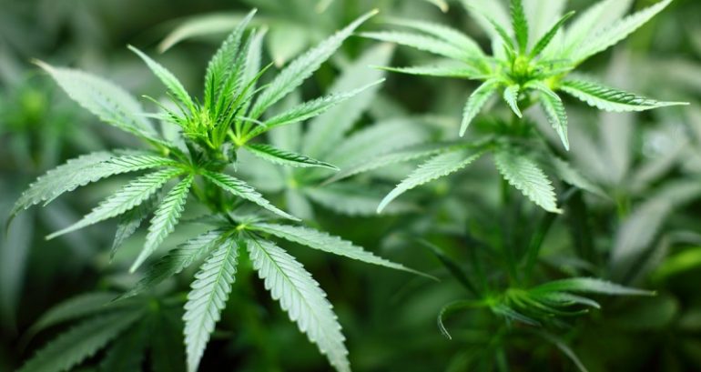 Thailand becomes first country in Asia to decriminalize marijuana
