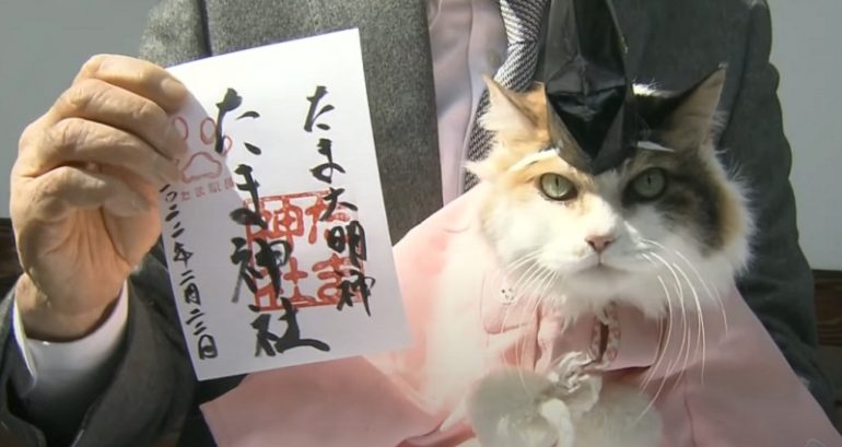 Cat in Japan switches career from train station master to chief priest of shrine