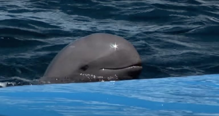 Last known Irrawaddy dolphin in northeastern Cambodia dies after fishing net entanglement