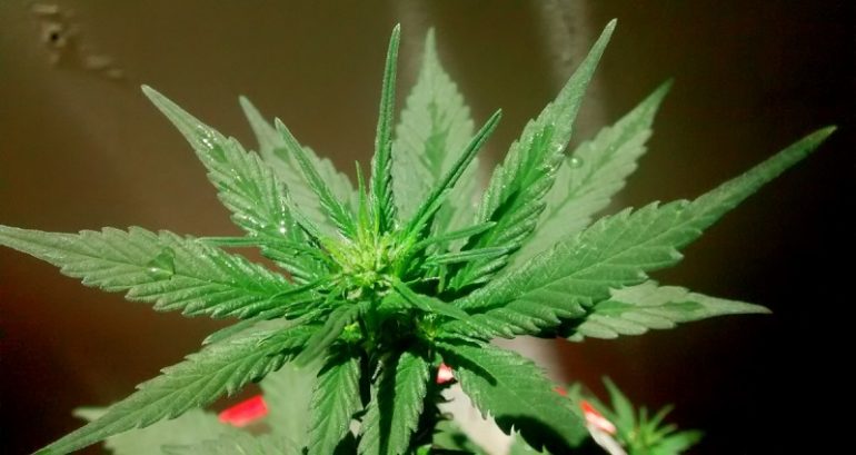 Thai man cut off his penis with scissors during cannabis-fueled psychosis, according to new case study