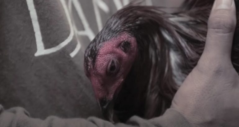 Online cockfighting surge in the Philippines sees billions wagered monthly