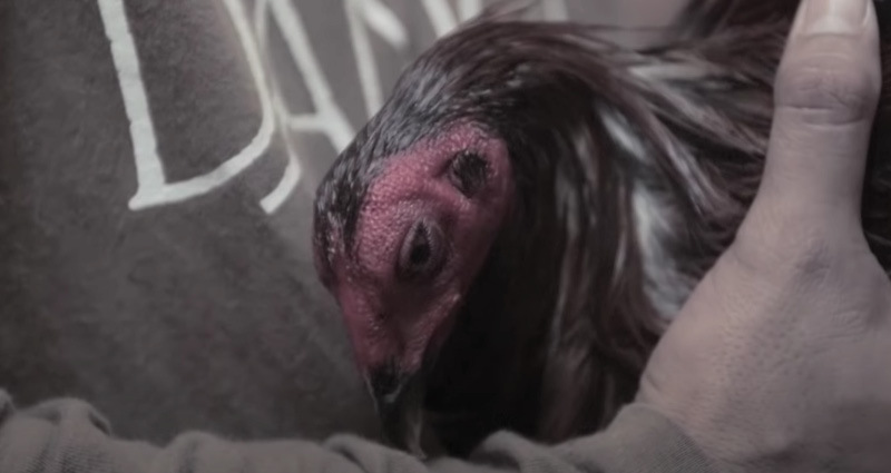 cockfighting