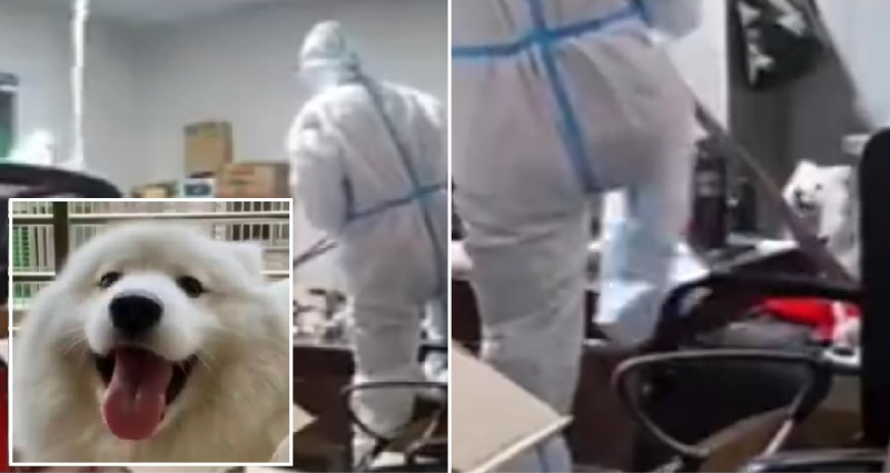 dog killed china snowball