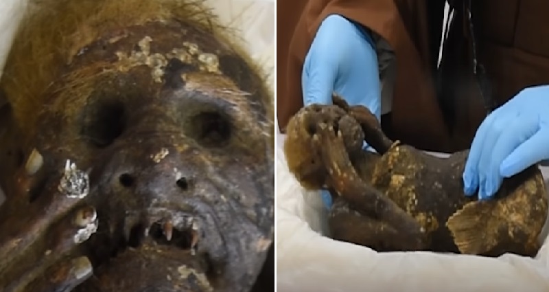 Japan mermaid mummy