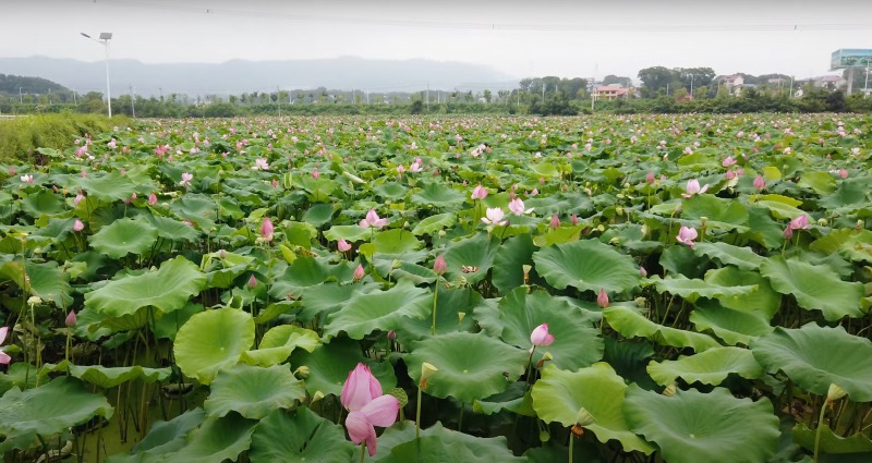 lotus field punishment