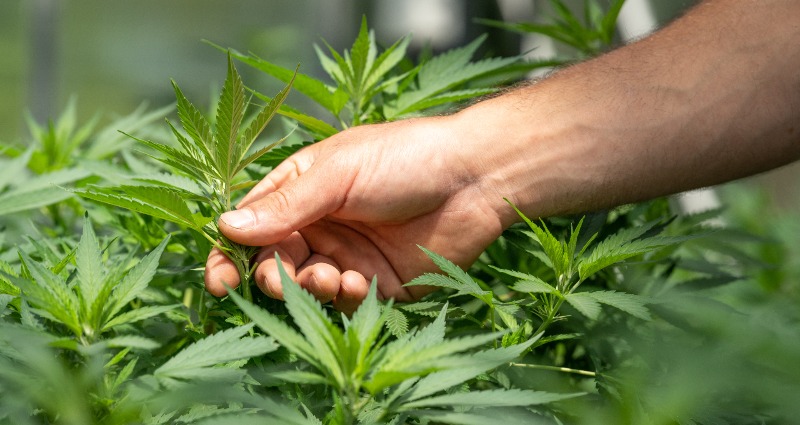 cannabis