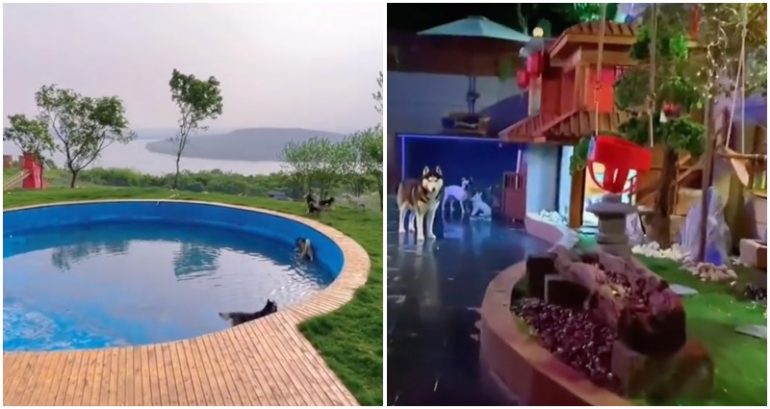 Chinese man spends $51,000 building a luxurious mansion with AC and swimming pool for his pet dogs