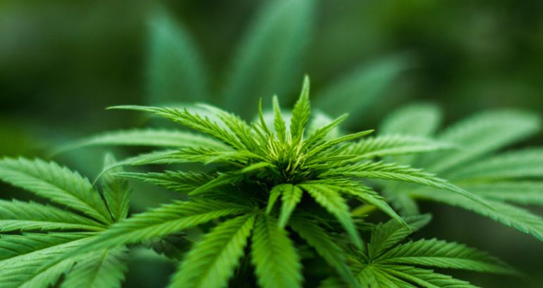 Thailand to hand out 1 million free cannabis plants to celebrate legalization