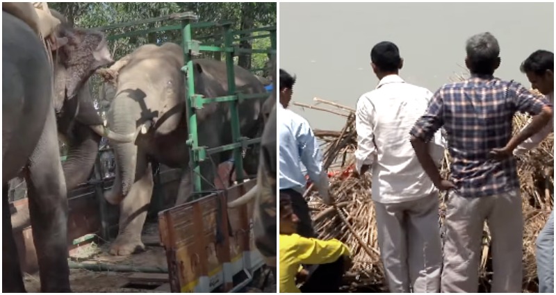 Elephant kills woman in India — then returns to trample her corpse at