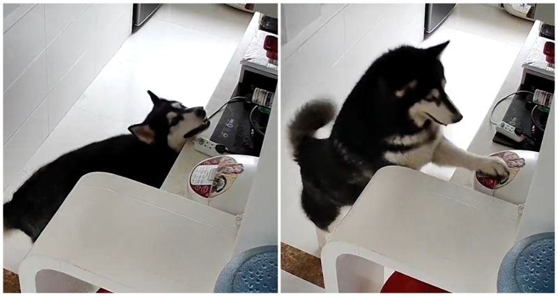 RICE HUSKY