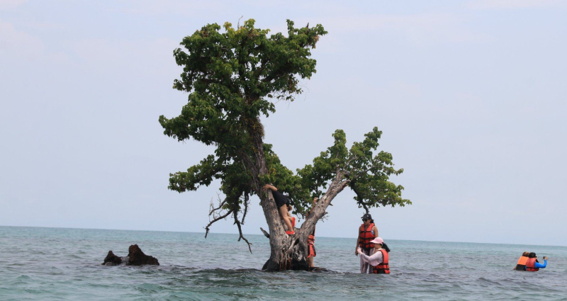 THAI TOURISM TREE