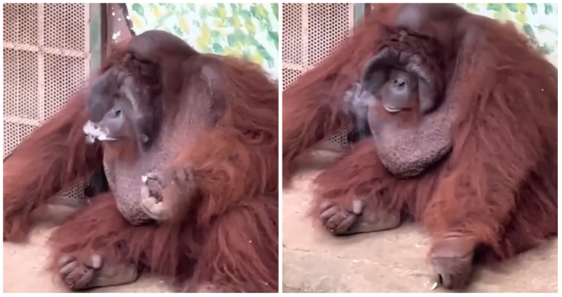 orangutan smoking cig