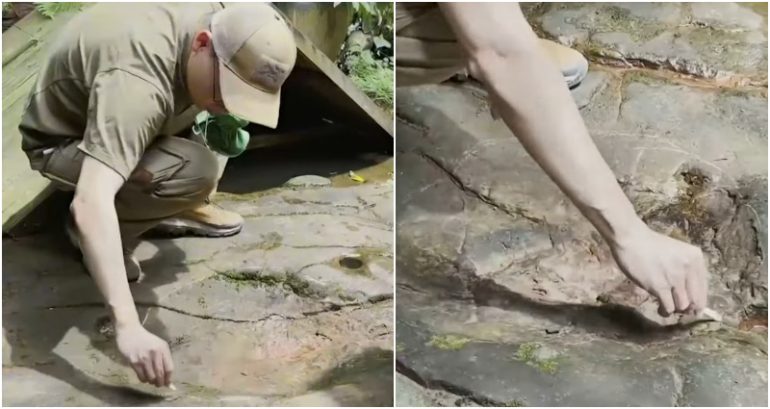 100-million-year-old dinosaur footprints discovered at restaurant in China