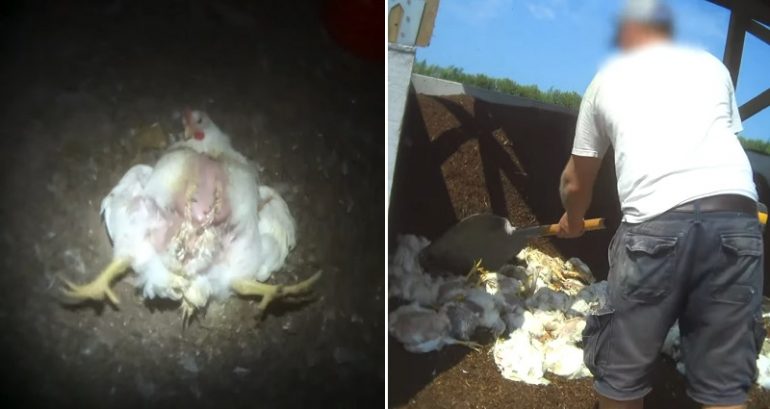 Costco’s famous $4.99 rotisserie chicken has a dark side, and the company is getting sued for it