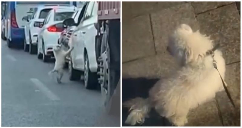 Viral dashcam video shows small pet dog being abandoned in middle of crowded road in China