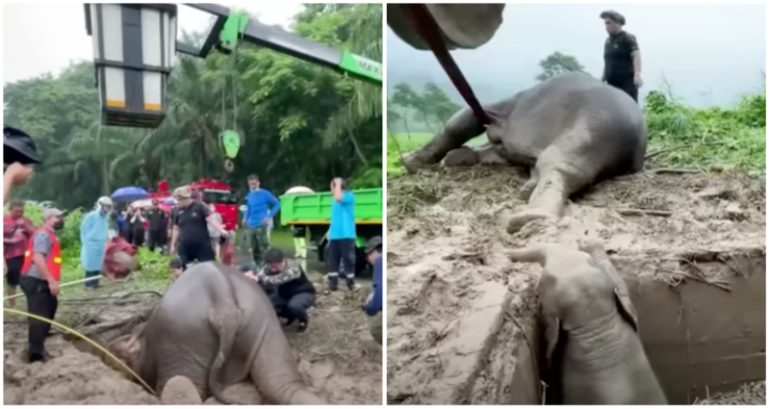 Dramatic rescue video shows trapped elephant calf and mother saved from manhole in Thailand