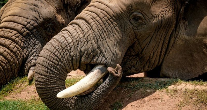 7-ton haul of illegal animal parts worth $18 million seized by Malaysian authorities