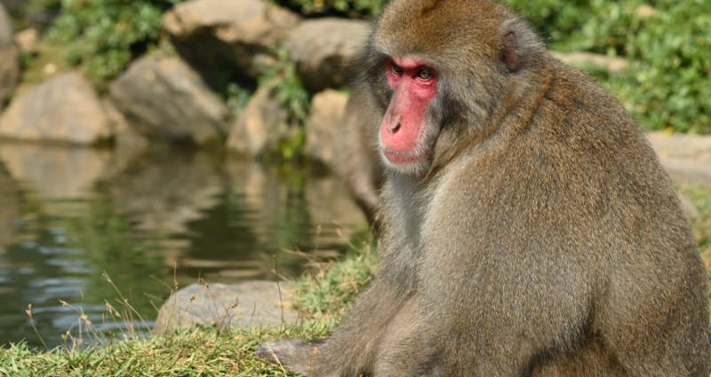 japan monkey
