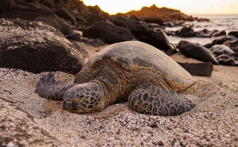 Over 30 endangered sea turtles found with stab wounds to their necks on ...